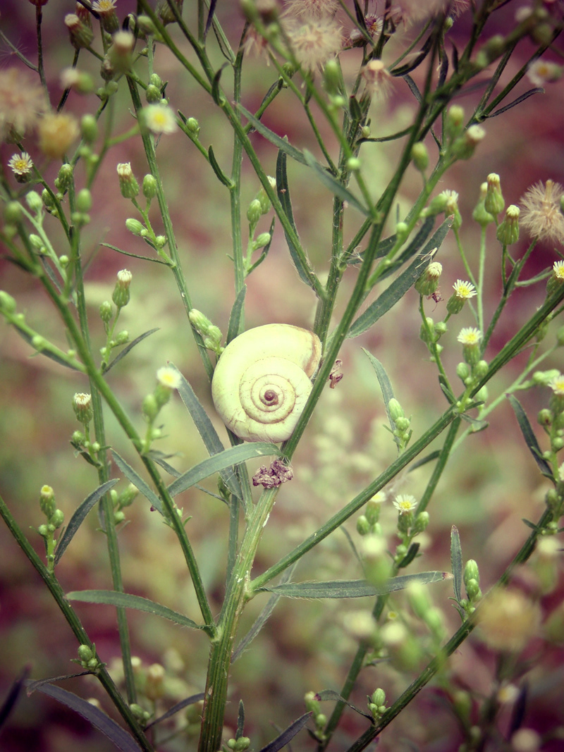photo snails