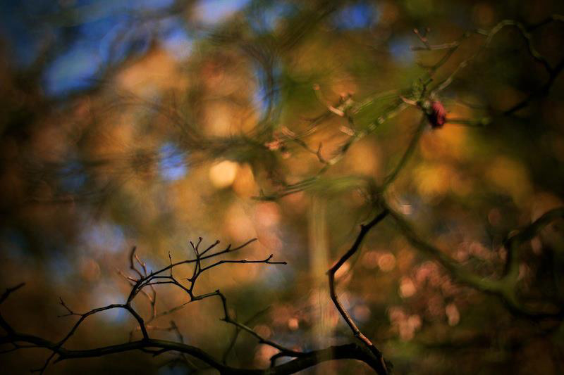 autumn  nature  forest trees leaves Westonbirt Arboretum