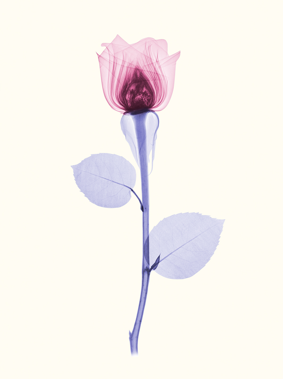 flower x-ray floral rose Medical imaging radiography botanical Digital Art  Flowers scientific