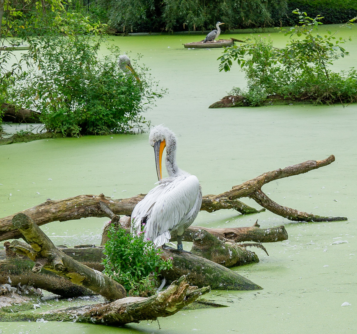 "Dalmatian pelicans: Majestic birds known for their striking appearance 