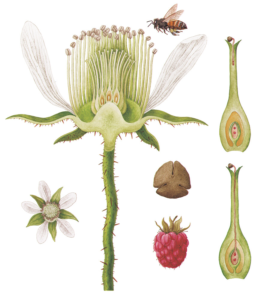 botanical illustration flower honeybee insect pistil Pollen pollination raspberry scientific illustration