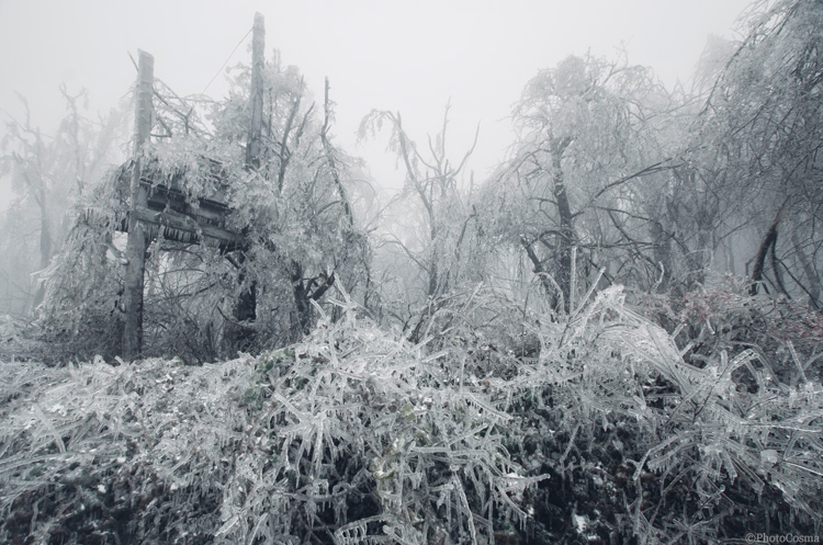 Nature Landscape frozen cold ice Tree  forest winter extreme weather frozen rain snow White eerie fantasy