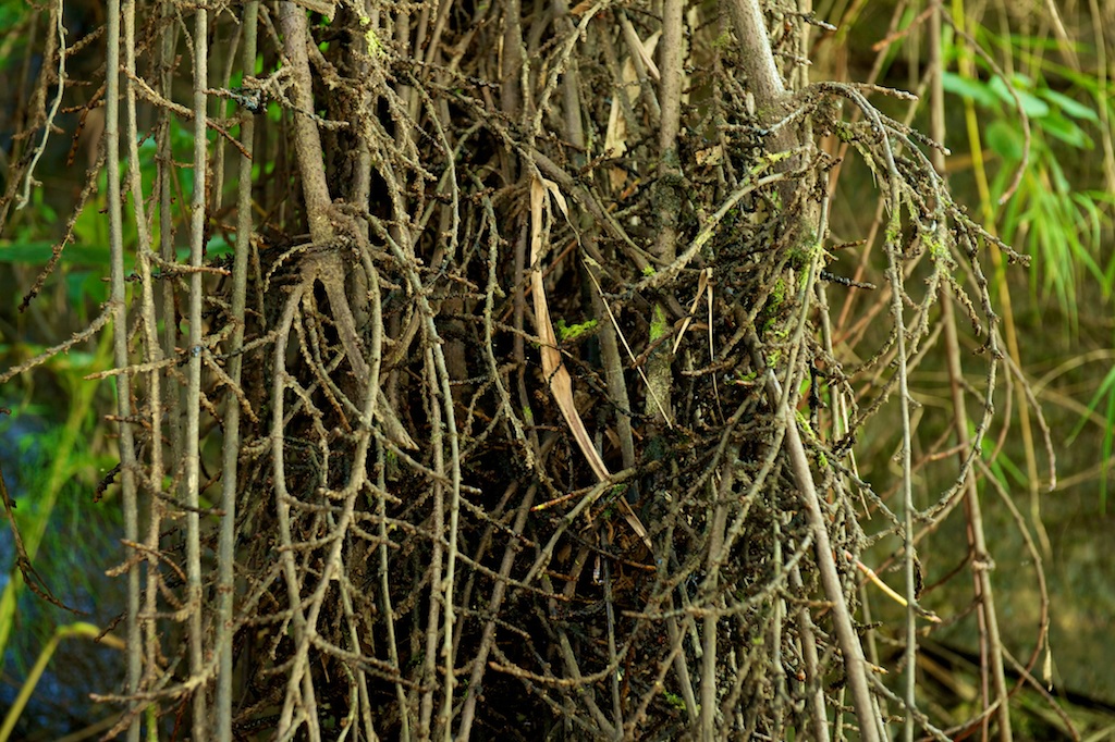 botany Ficus conservation Ecology wasp fig Tree  Fruit macro science