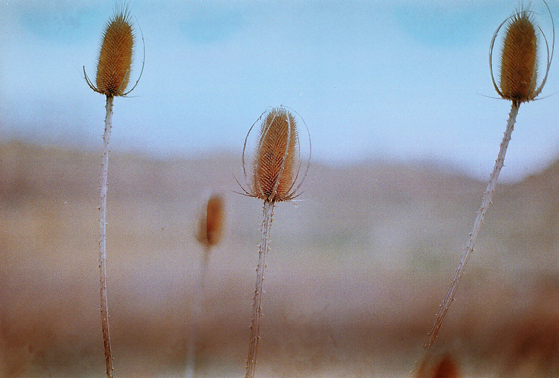 Flora analog minolta x-700 35mm Flowers grass field cvece trava hristina tosic hrtruth