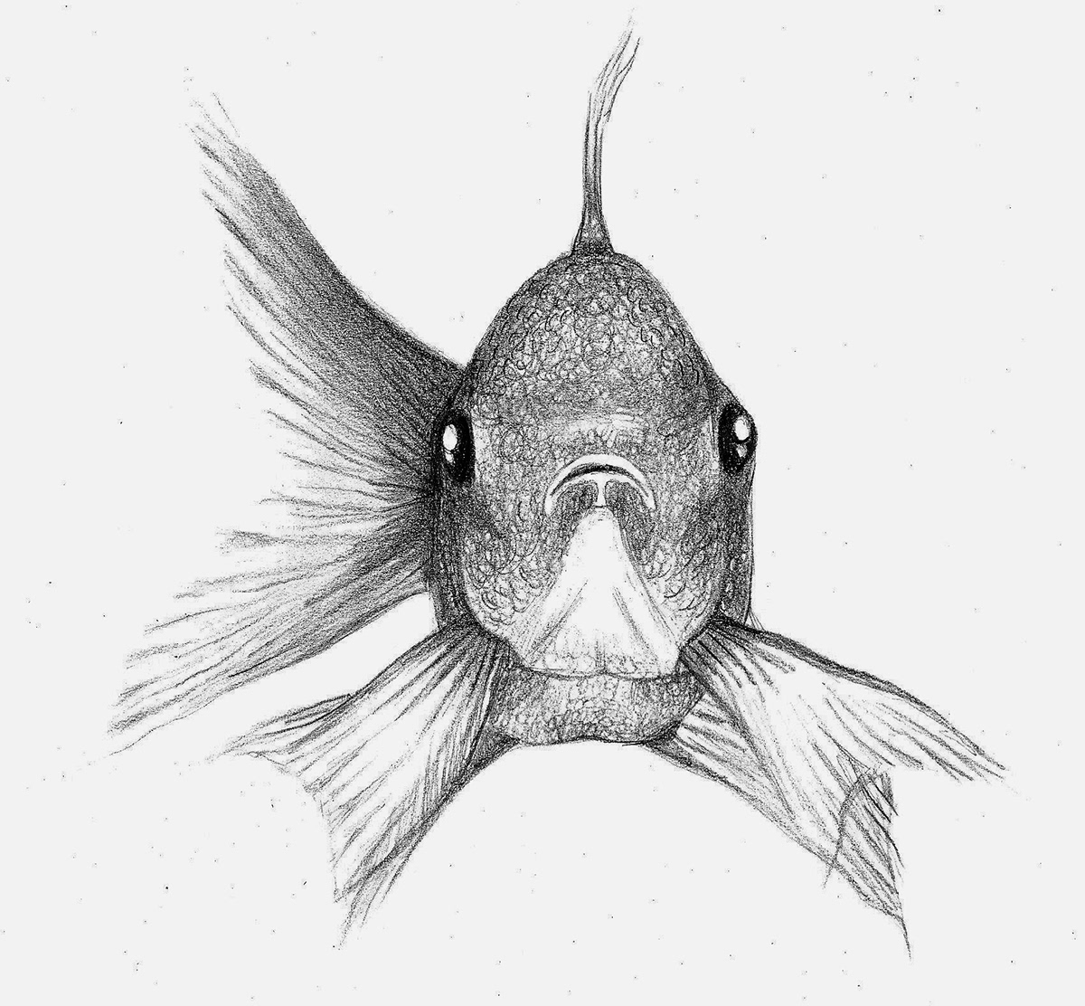 fish sketch draw