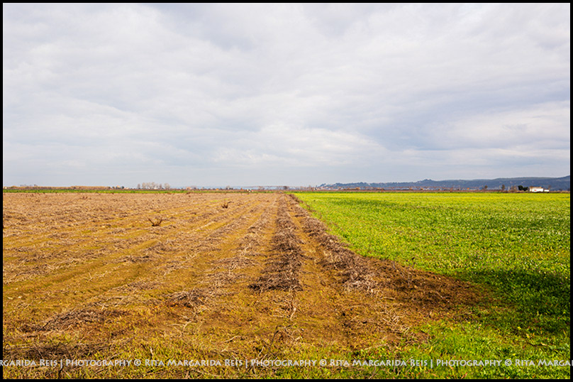 Paisagem Fieldscape Lezíria ribatejo RitaMargaridaReis agricultura Landscape