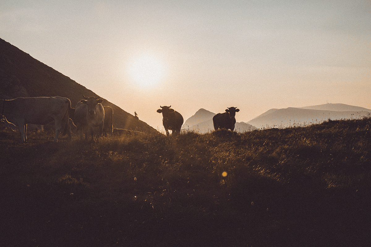 contrast cows forest horses Landscape minimal mountains Nature Photography  Travel
