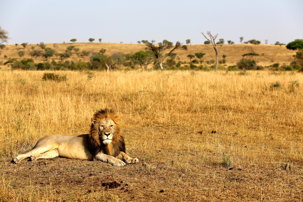 Nature 'digital photography' animals children africa