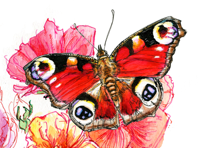 watercolor paint ink magazine garden spring Illustration for print wildlife butterflies butterfly guide Nature outdoors backyard Print publication lifestyle magazine