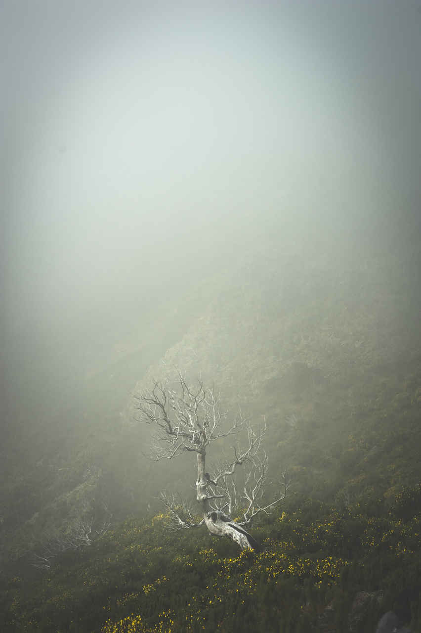 madere Madeira Island Portugal Landscape Nature Pico Ruivo Tree  mist clouds