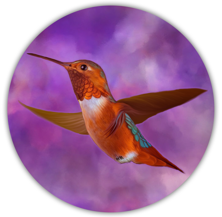 colibri Trochilinae  digital painting paint pintura digital ivan pawluk argentina rosario animal Nature color