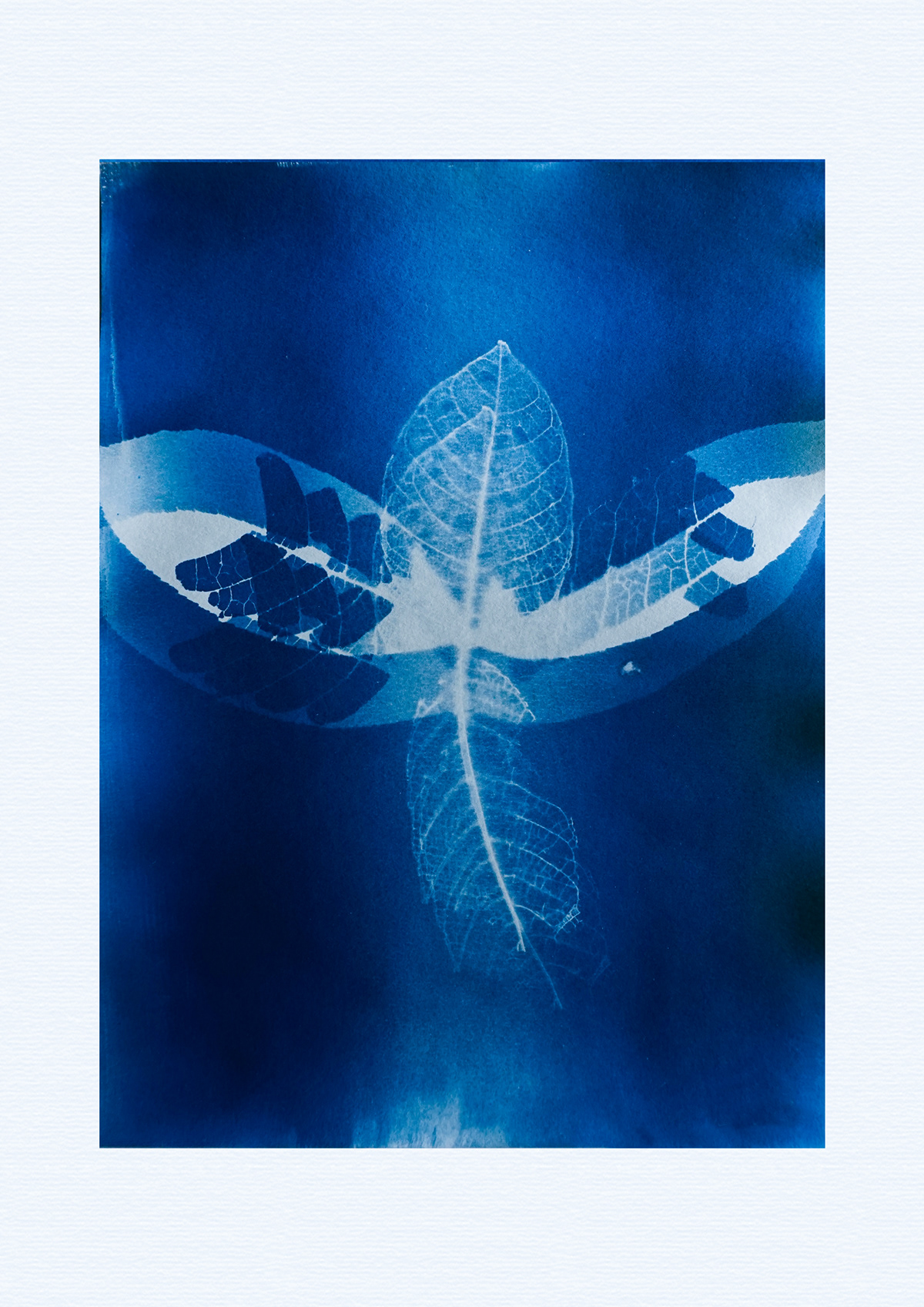 artformsinnature artproject botanicalart Herbarium leavecollage leaveconstellation leaves Plantart cyanotype sunprints