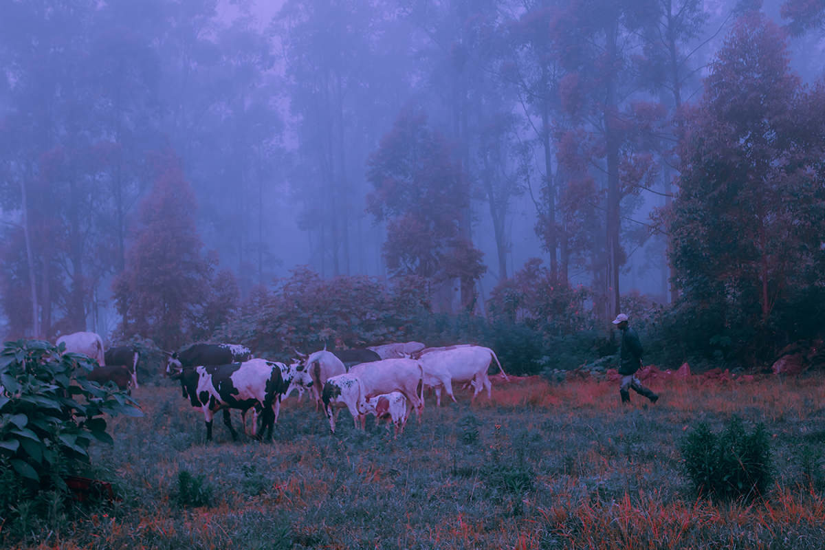 winter fog mist south africa durban Nature cows pink