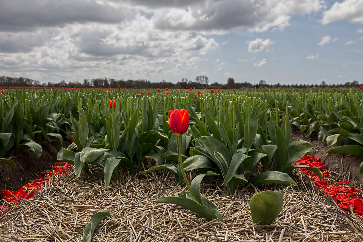 Holland dutch landscapes tulipfields Netherlands