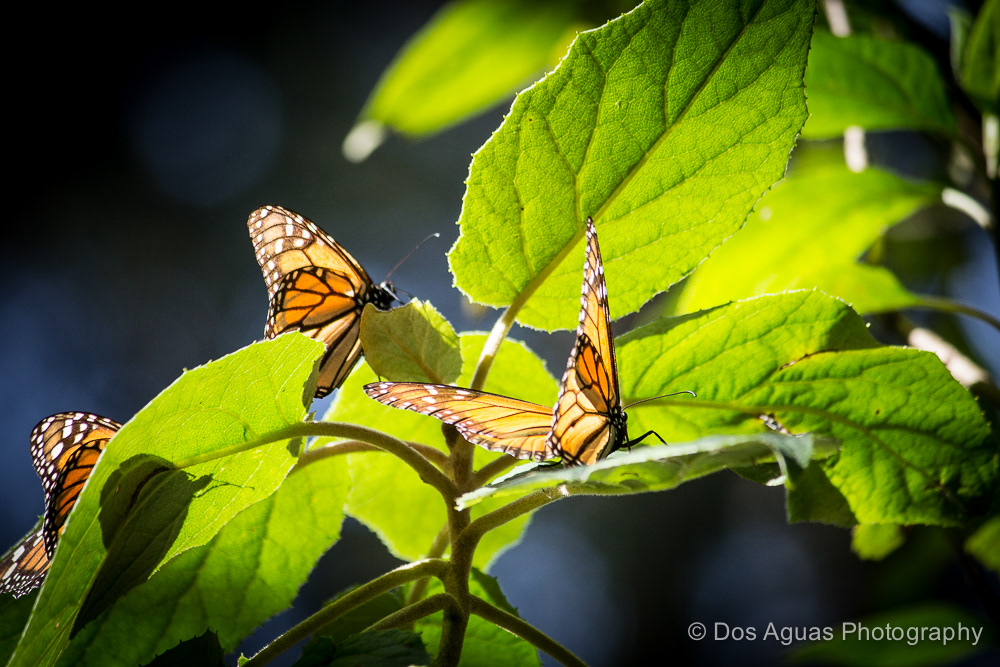 monarch Monarcas Schmetterlinge butterfly mexico Nature toluca