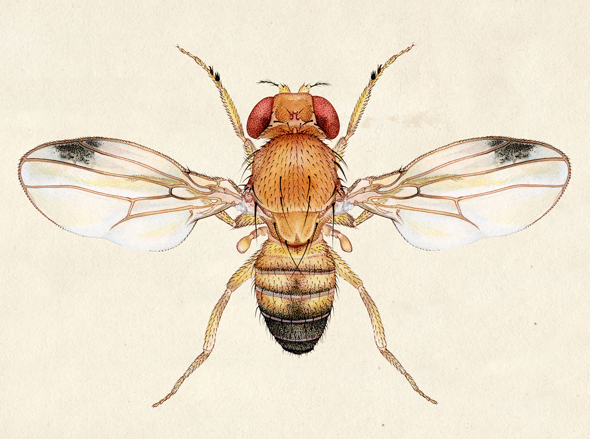 scientific illustration entomology Fruit Fly Insects