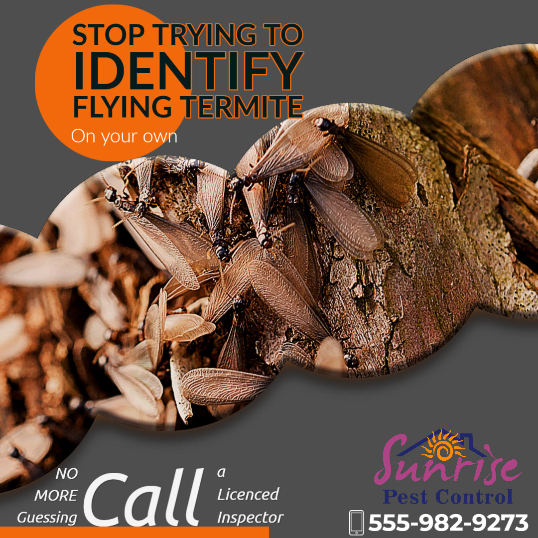 a flying termites pest and control and inspection by experts in Melbourne