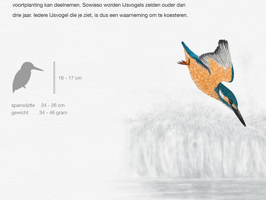 scientific illustration birds aves ornithology wildlife kingfisher identification infographics