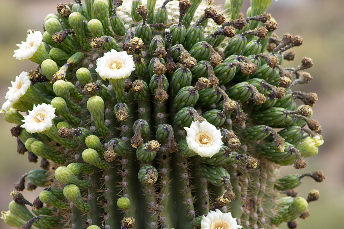 desert bloom flower south west arizona Desert Museum