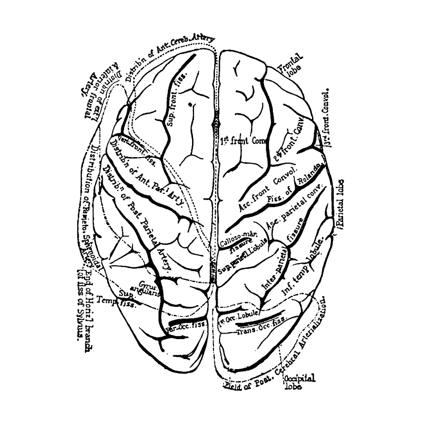 vector anatomy vintage medical diagrams human body organs skull skeleton bones heart hands feet lungs