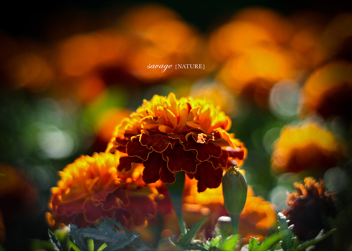 Marigold Nature dof yellow sunlight flower petals