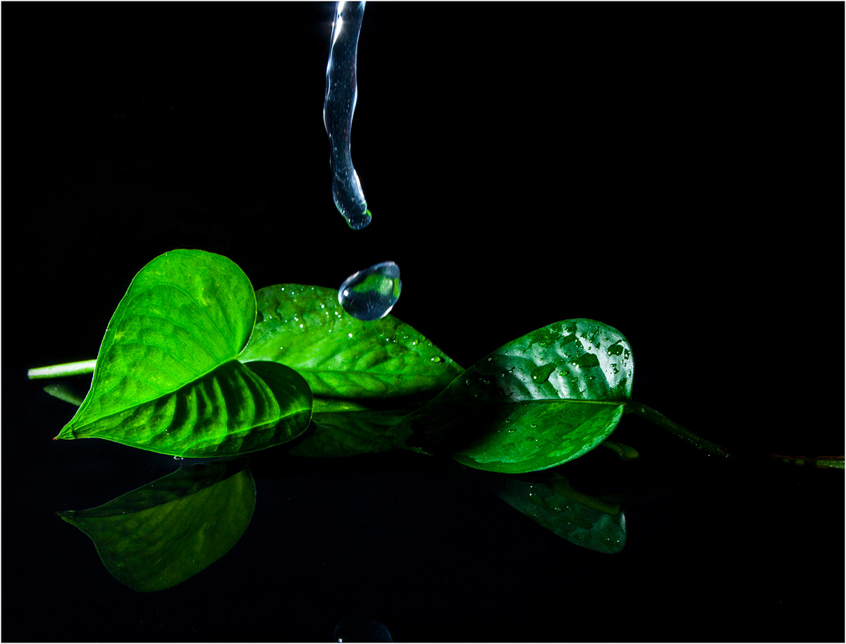 green Water Drops water drops flower flower leaf leaf black High Speed moment