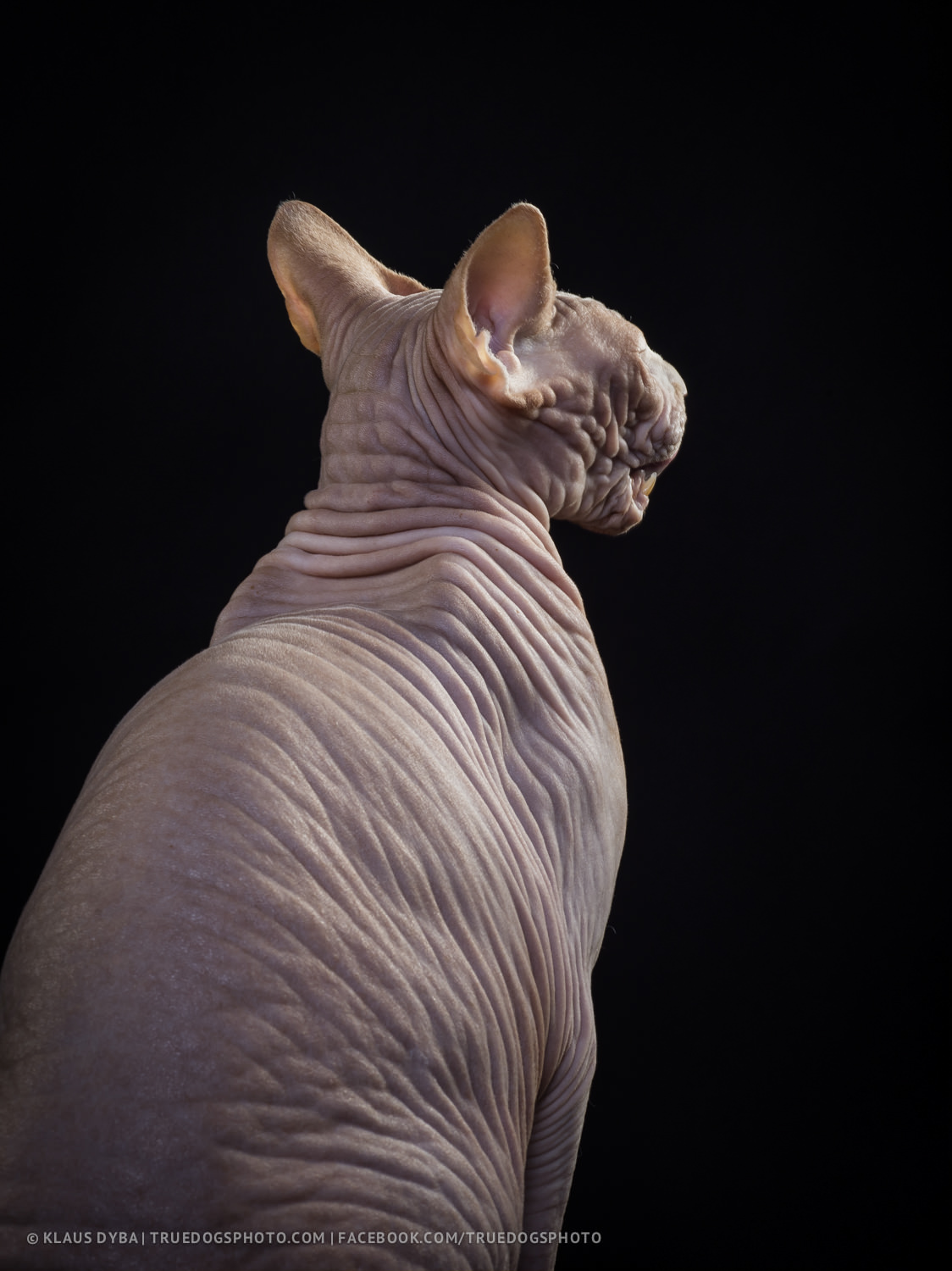 dog Cat naked sphinx Xoloitzcuintle animal phase one p 40+