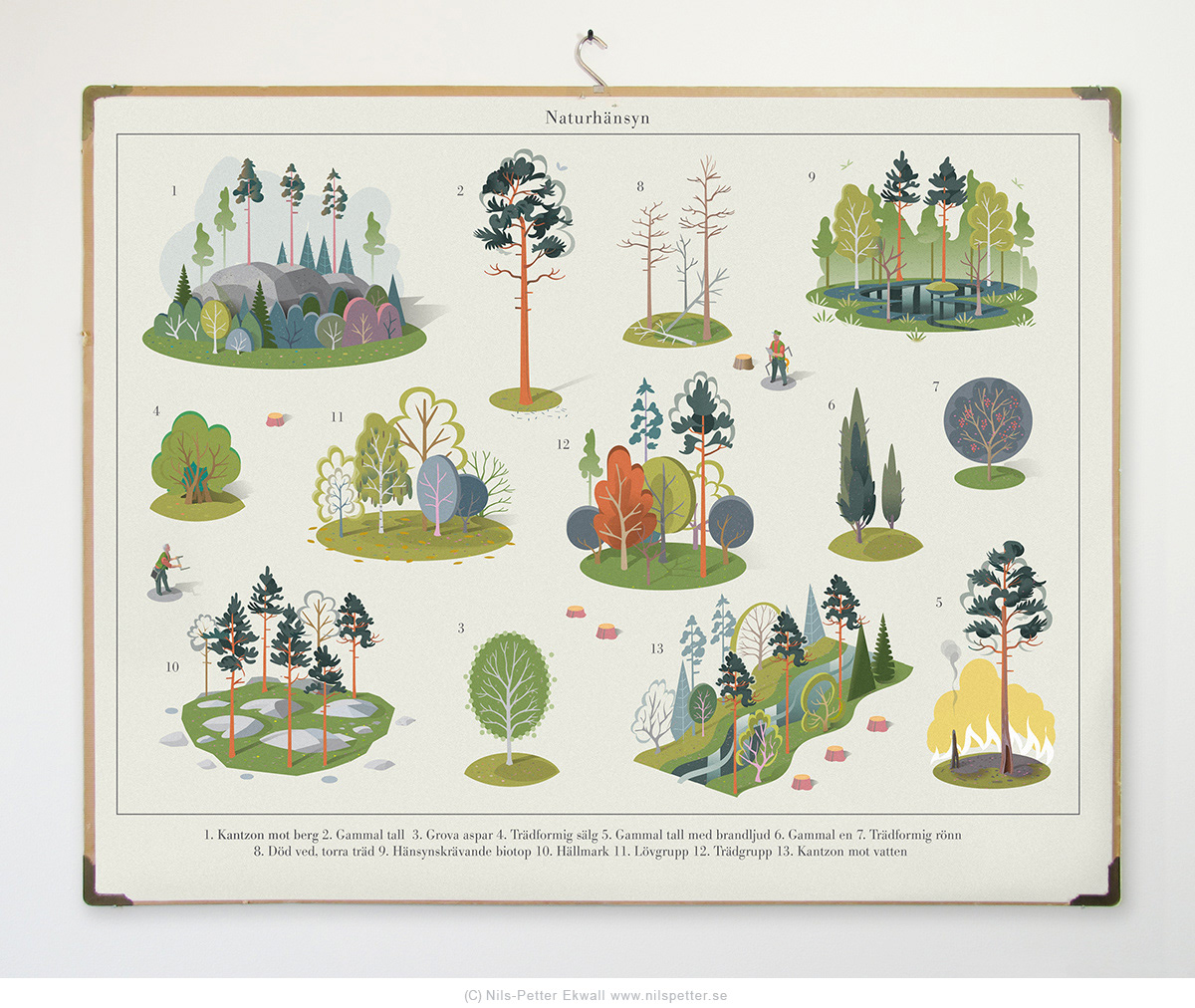 forest Outdoor Landscape infographic poster school editorial trees Nature vector