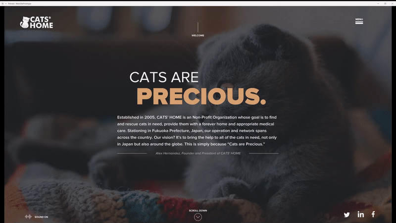 branding  Cat conceptual identity ILLUSTRATION  NPO Packaging product design  Web Design 