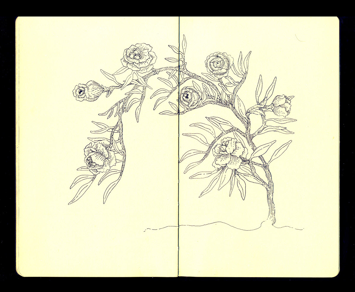 ink flower lines points art juan meza sketch moleskine plants animals black