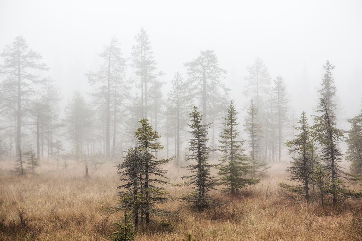 Landscape finland forest mist fog trees autumn Lapland Nature