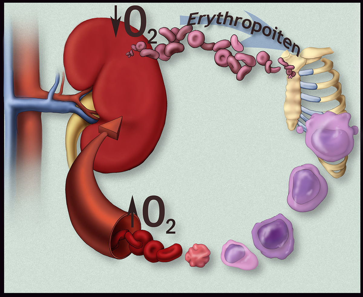 kidney  ribs  sternum Red Blood Cells Erythropoiesis erythropoietin Hemocytoblasts Proerythroblasts erythroblasts Reticulocyte cycle  health medicine science