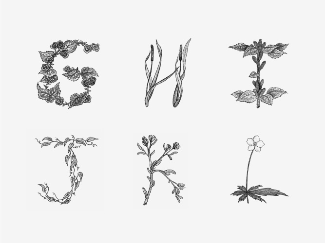 art handmade alphabet type letter lettering Handlettering graphite pencil draw Nature organic Plant flower leaves