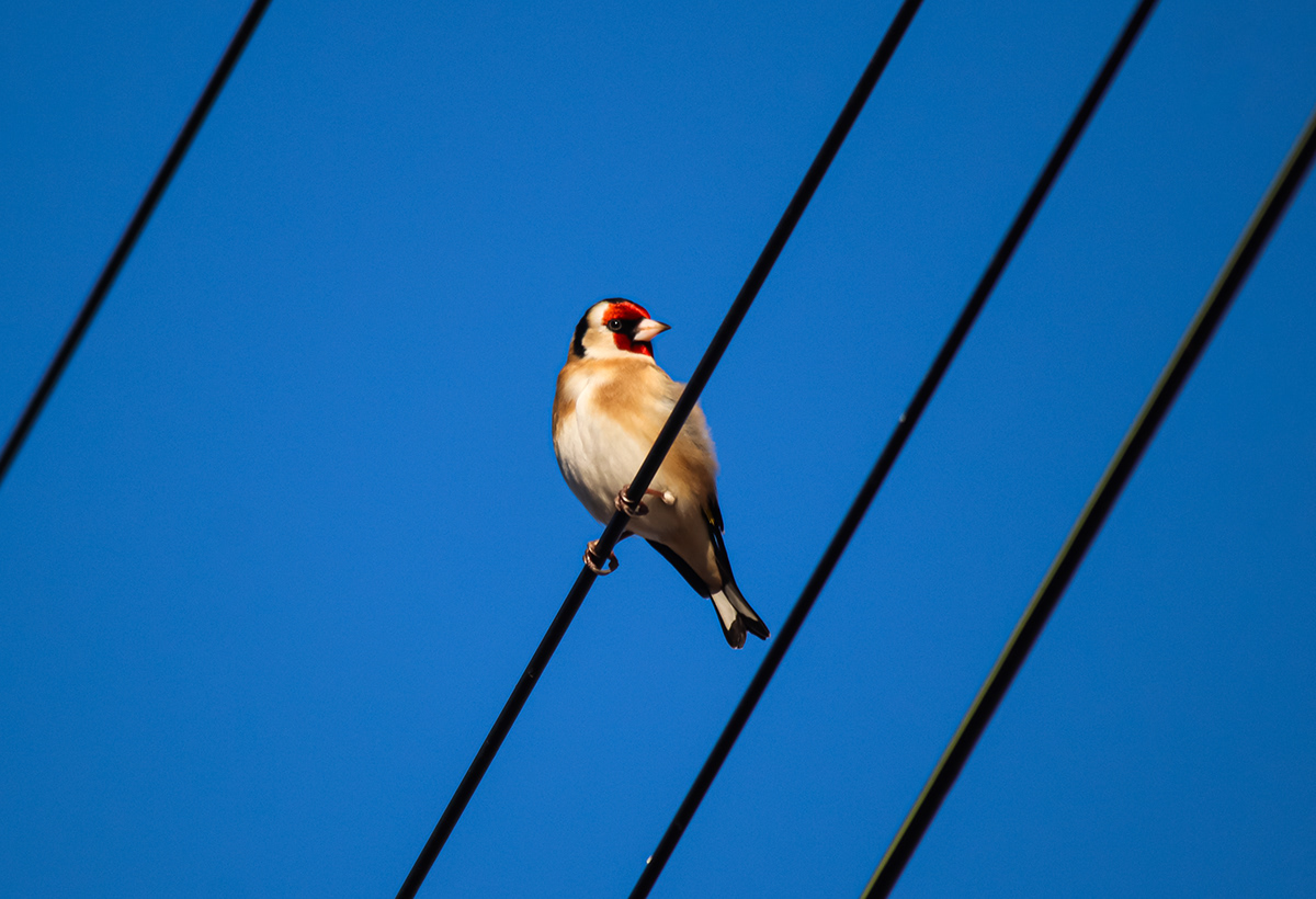 birds bird goldfinch Photography  photographer photo photos Nature wildlife