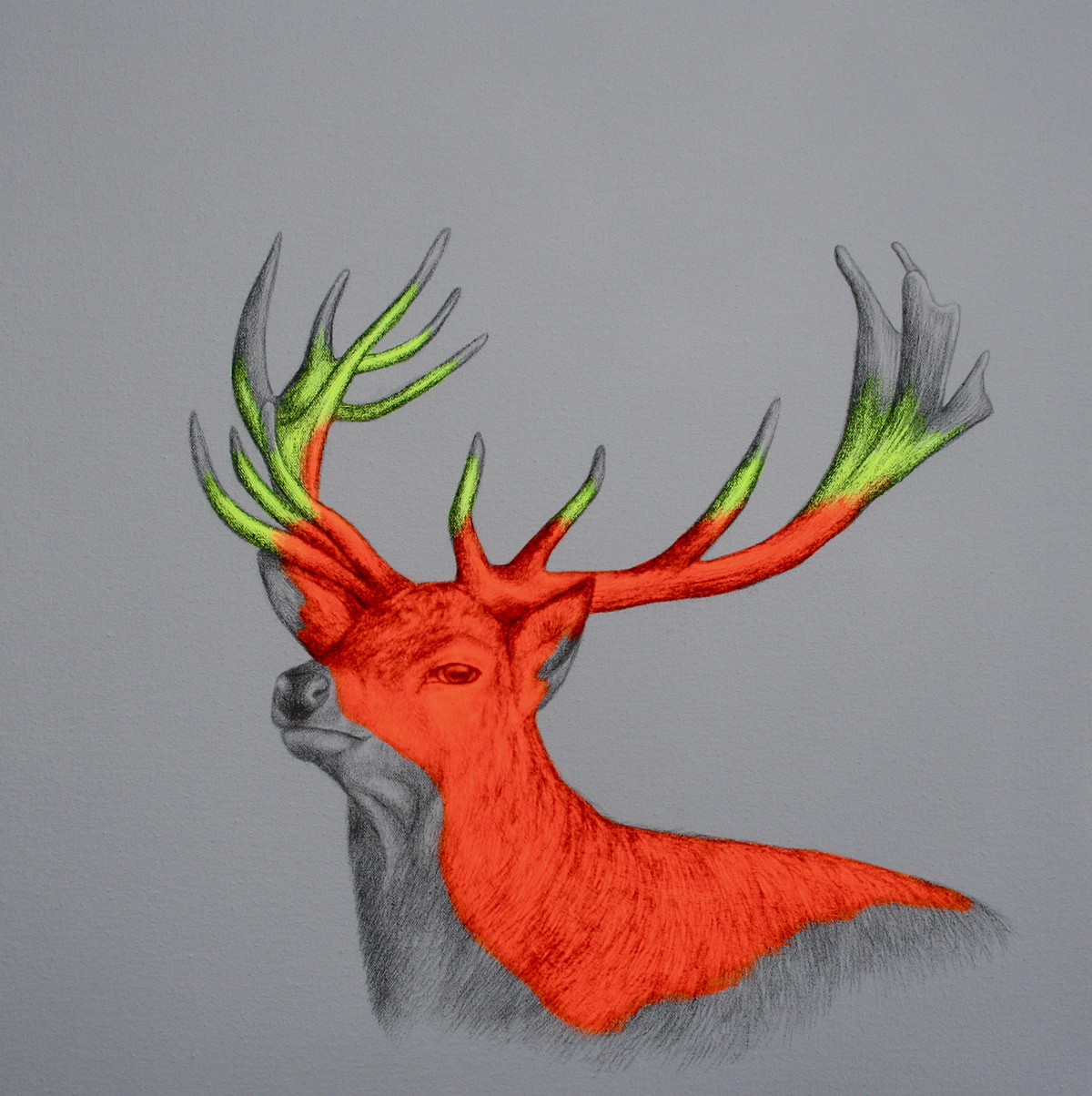 stag stags deer rut fight scotland neon Nature