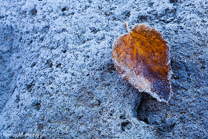 autumn Autumnal background Beautiful beauty botanical branch bright brown chilly cold colorful cool covered December Fall Flora FREEZE frost frosted Frosty frozen green hoar hoarfrost ice icy Landscape leaf macro maple MORNING natural Nature oak Outdoor outdoors Park Plant scenic season seasonal snow snowy texture Tree  weather White winter yellow