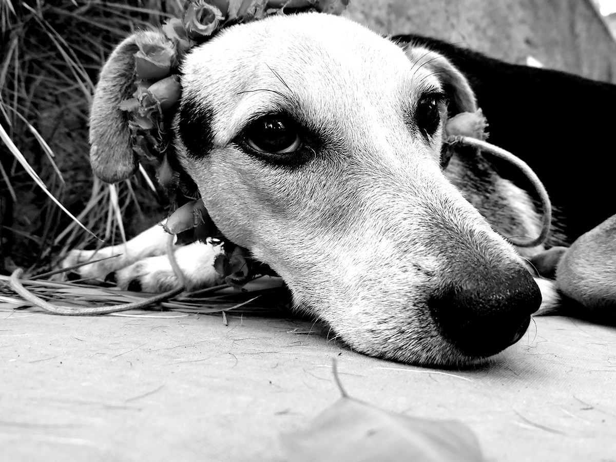 #santacatarina #dogs #love #adotar #fotografia
