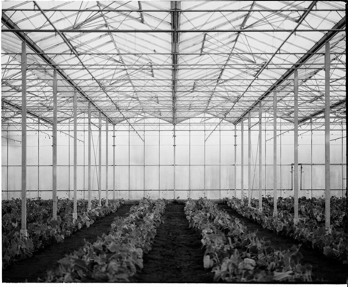 symetrie analog bw blackandwhite Film   mittelformat glasshouse farmer shadow htwg