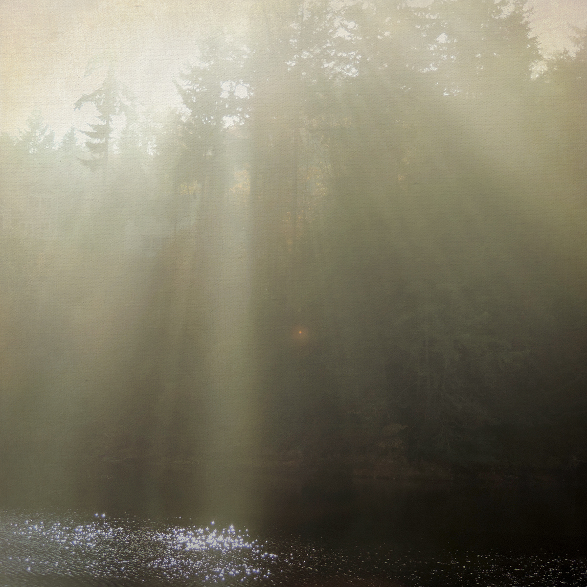 trees fog mist sun rays evergreens textured photos Sally Banfill