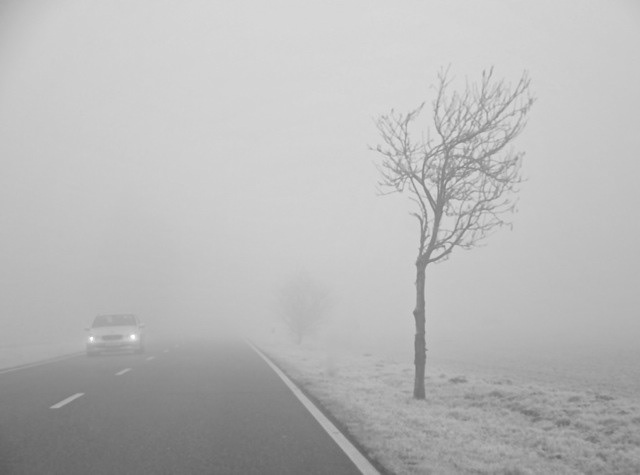 fog road Street trees