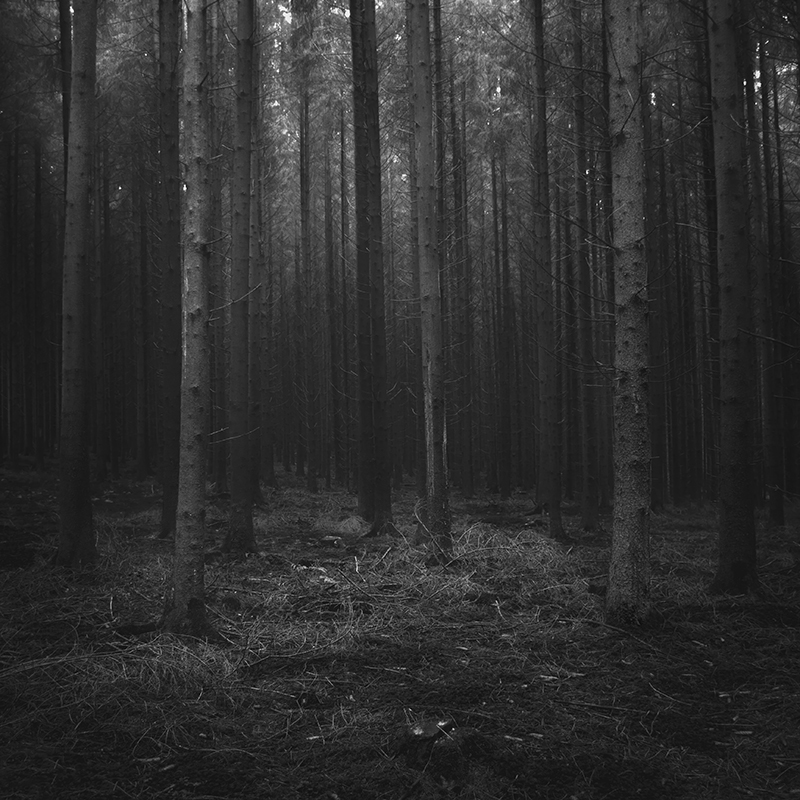 photo Jürgen Heckel black and white trees forest Nature