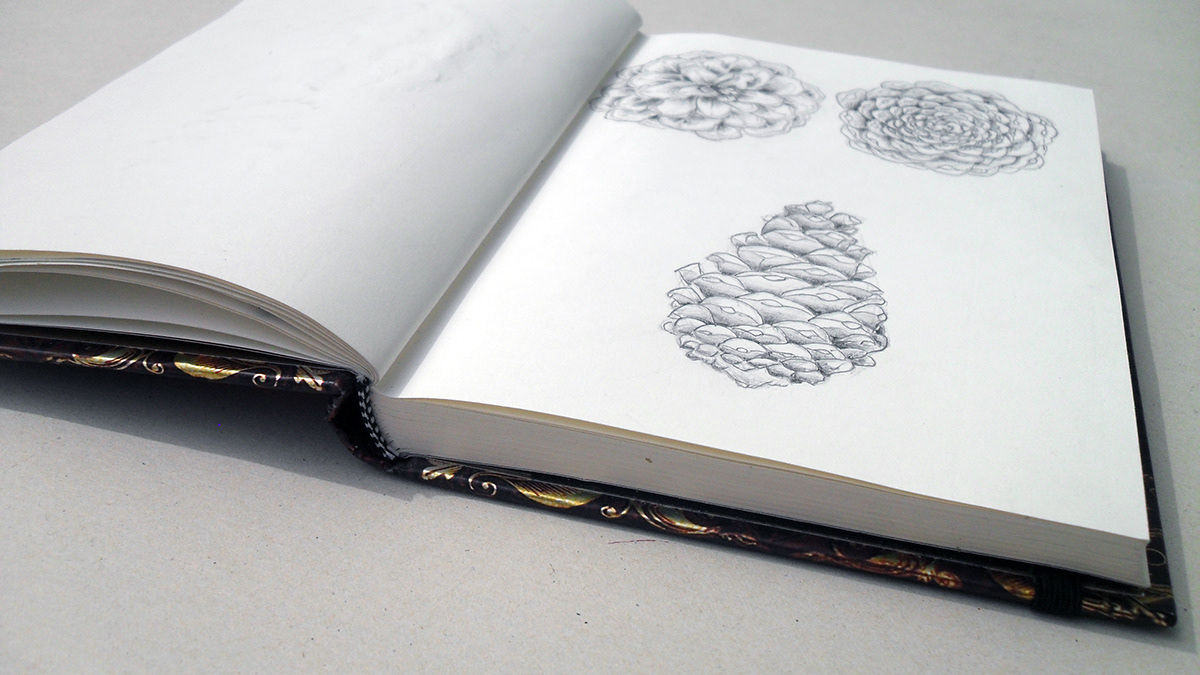 sketch sketchbook pencil ballpoint crayon aquarell ink pen Nature bugs flower corn