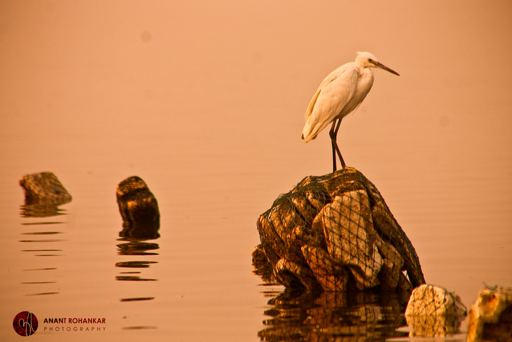 Bhigwan  bird MORNING India  pune weekend water backwater orange  yellow silhoutte Sunrise