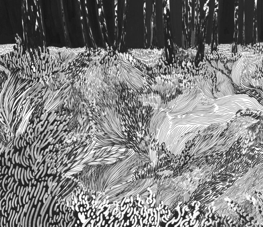 birch forest sang bleu masha karpushina black and white ink detailed lines line drawing editorial print trees