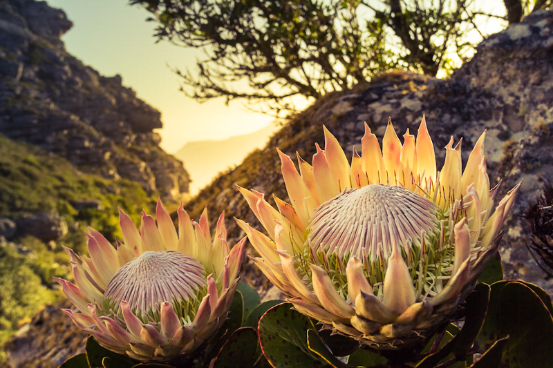 table mountain south africa Landscape sunset Nature flower protea valley cape town Flowers