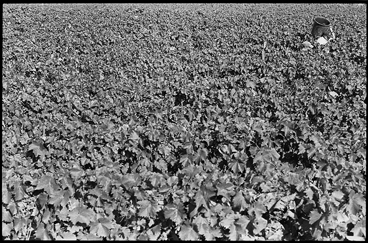 wine vinho vindimas vintage régua Portugal black and white preto e branco negativo negative trix400 Workers handmade
