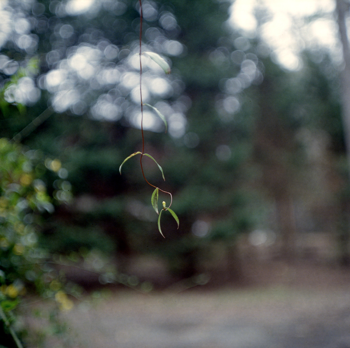 trees  Plants  nature  35mm medium format carl zeiss film photography plants Nature 35mm