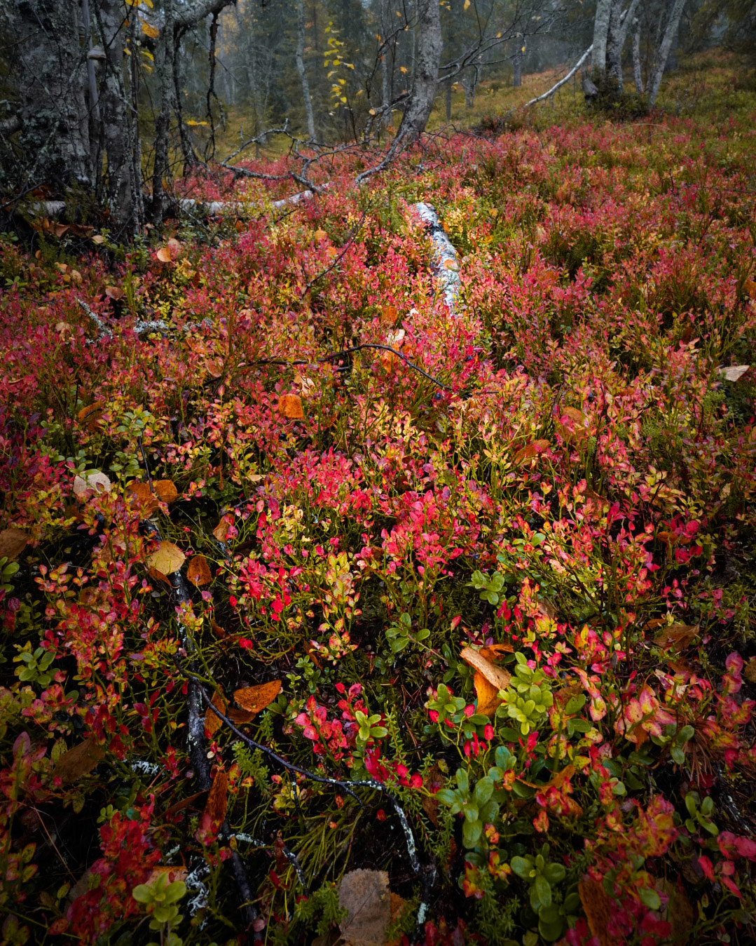 autumn autumn leaves Fall finland finnish lake scenery forest Lapland reindeer Ruska