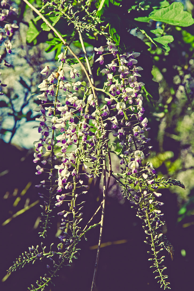 wisteria flower climbing vine Plant twining purple iseeyouflower