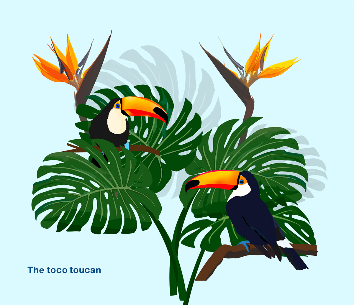 toco toucan_colorful